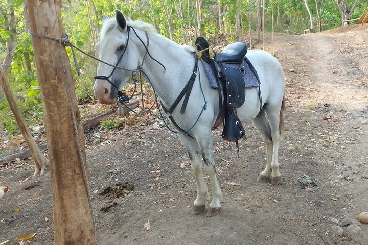 1 1/2 hours Tour Horseback Riding and Visiting the Beach - Photo 1 of 12